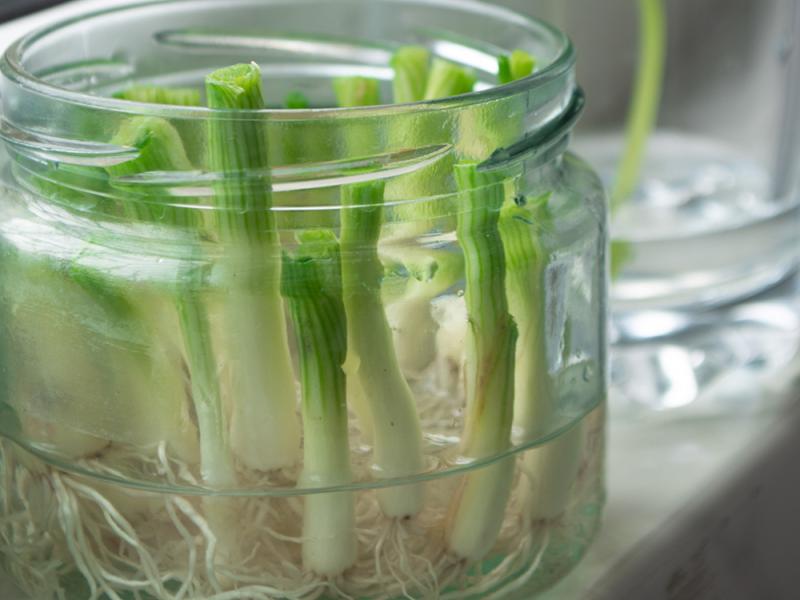 green onions regrowing in a jar