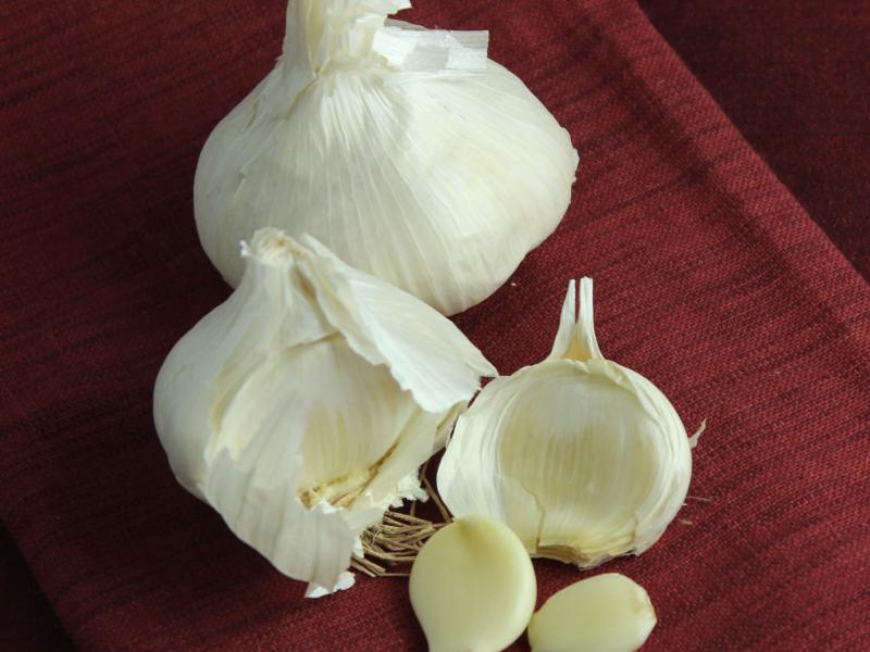 Garlic