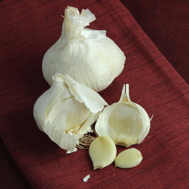 Garlic